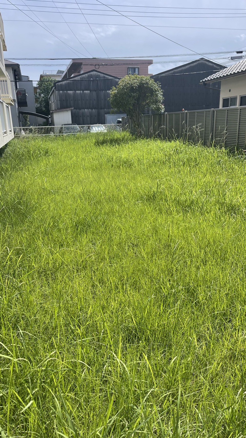 草刈りのタイミングと方法